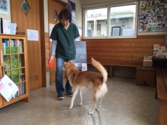愛犬のしつけ